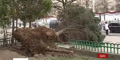 Три человека травмировались из-за урагана во Львове
