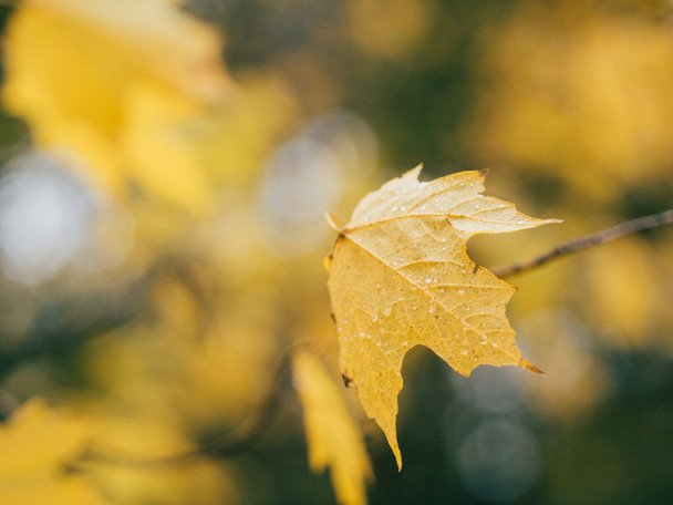 18 листопада південний вітер — чекайте на м’яку і коротку зиму / © unsplash.com