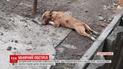 Полицейский застрелил собаку, хозяева обвиняют его в жестокости