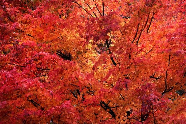 Народні прикмети 4 жовтня / © pexels.com