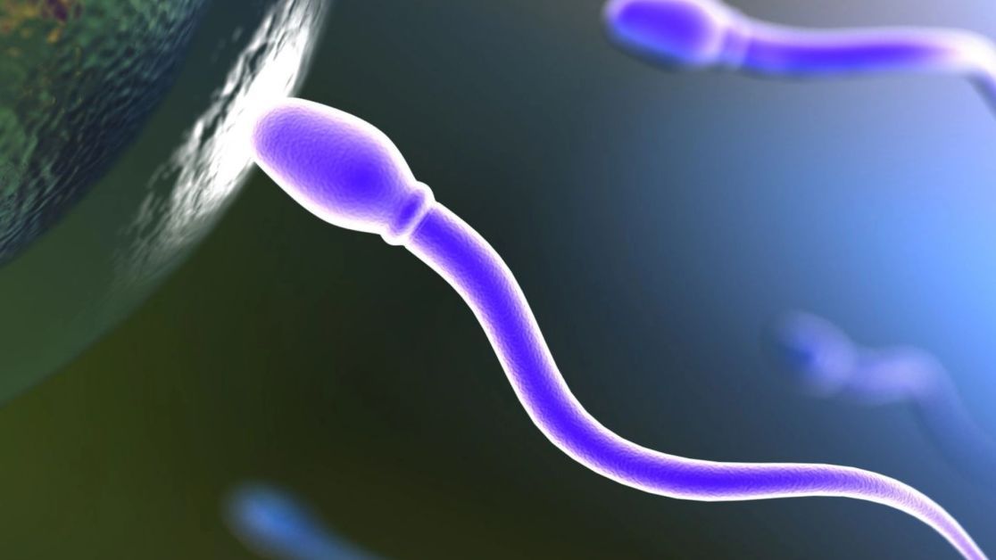 Эмбрион без спермы и яйцеклетки - новое революционное открытие!