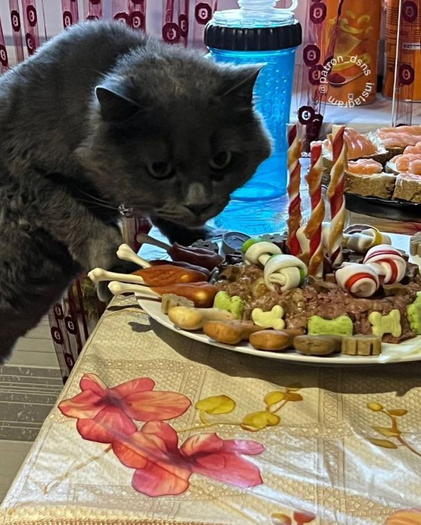 / © Instagram пса Патрона