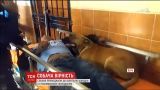 Собачья верность: в Перу собачки сопровождали пострадавшего хозяина в больницу