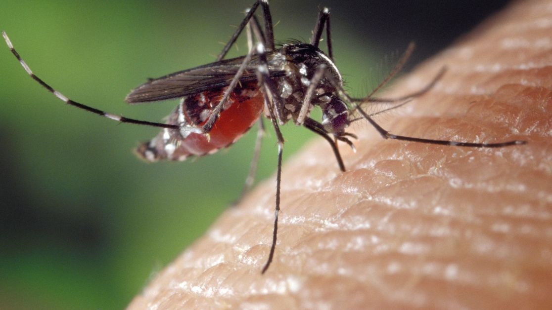 Борьба с комарами ультразвуком опровергается наукой