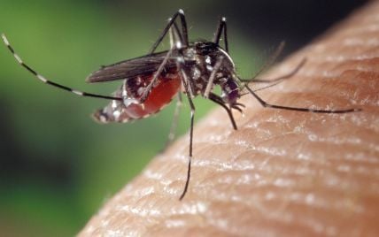 Учені проводять суперечливий експеримент, аби назавжди винищити комарів