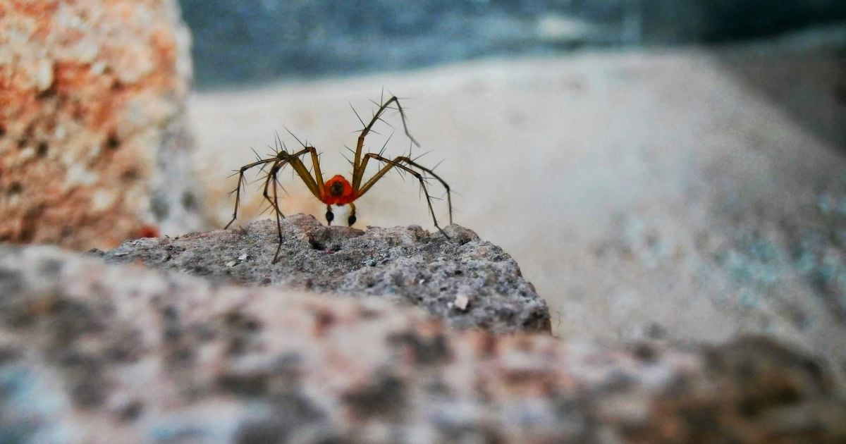 Как защитить машину от пауков