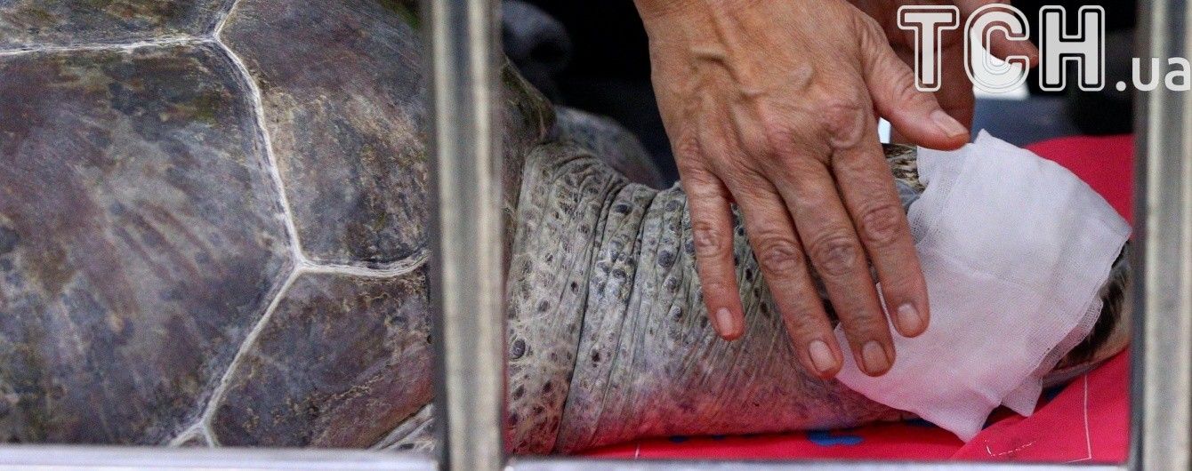 В Таиланде от заражения крови умерла черепаха, из которой достали почти тысячу монет