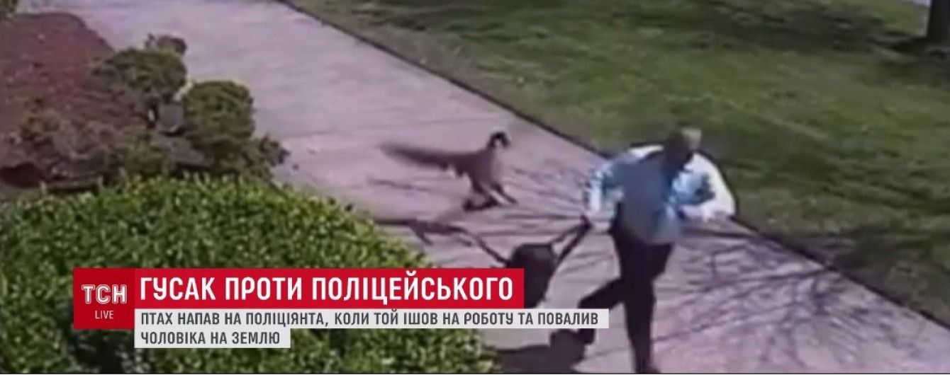 Гусак влаштував "замах" на поліцейського в США