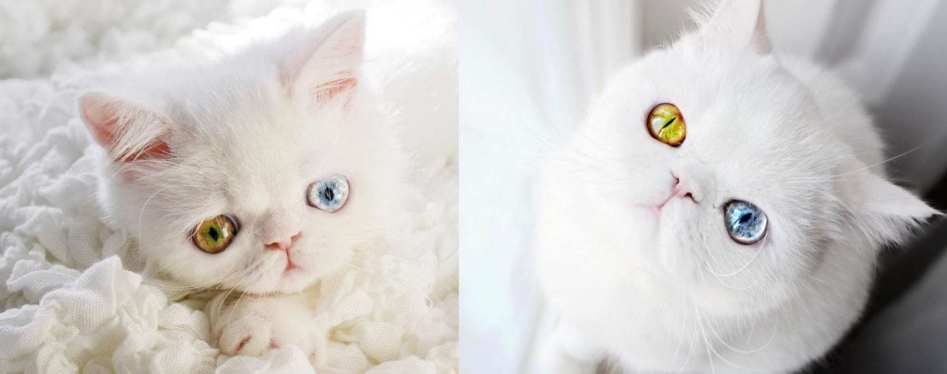 Кошка с космическими глазами и Instagram фитнес-красотки, которая одолела рак. Тренды Сети