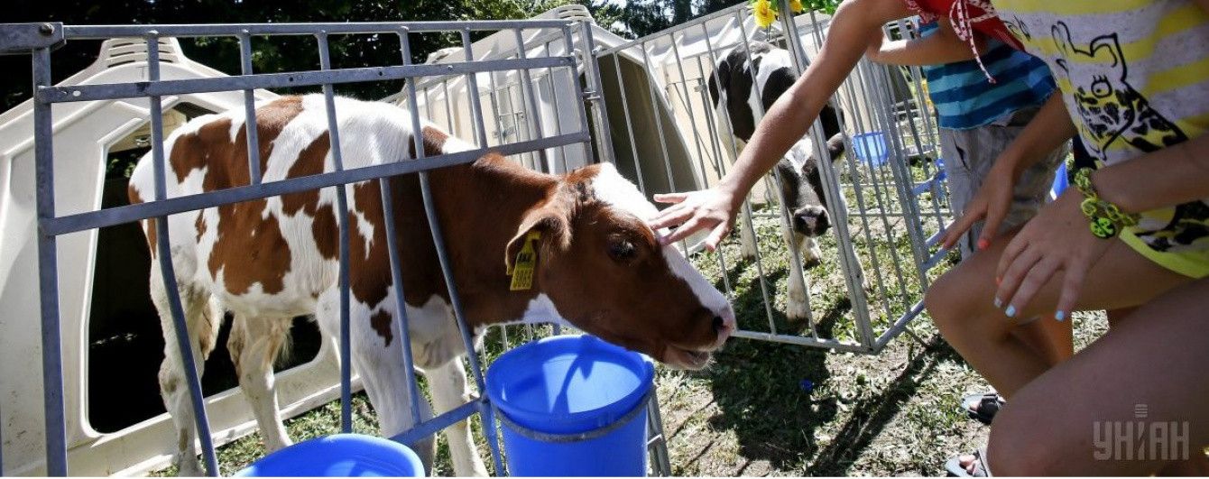 В Украине хотят запретить продажу "домашнего" молока