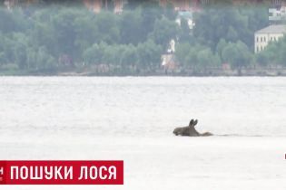 Лось переплив Дніпро в Києві та втік до парку Дружби народів