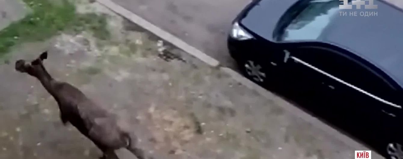 Лось, який бігав Києвом, втік у лісництво