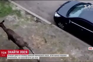 Лось, який бігав Києвом, втік у лісництво