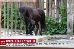 Рожденному в Киевском зоопарке пони дали автомобильное имя