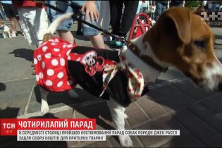 Хрещатиком прогулялись вбрані у карнавальні костюми джек-рассел-тер'єри