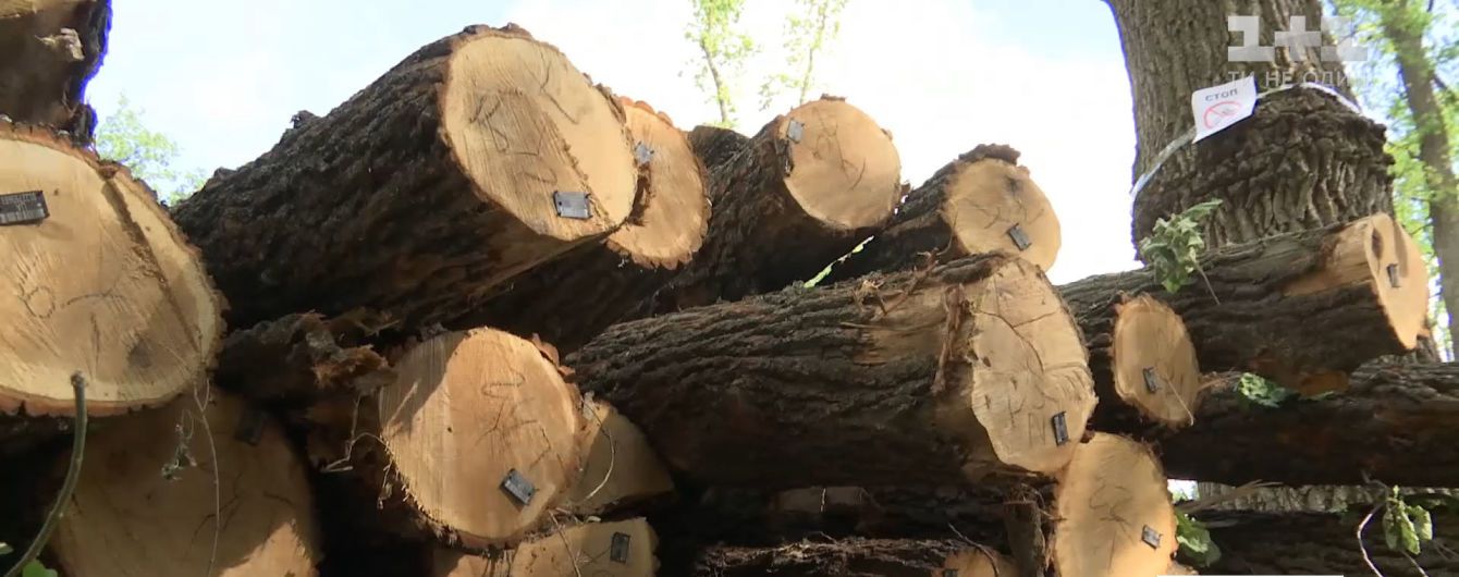 На Кіровоградщині вирубали близько трьох гектарів історичного лісу