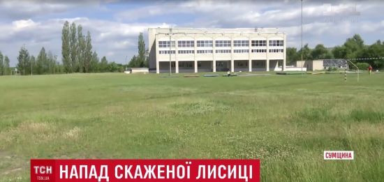В Конотопе забросили поиски лисы, которая покусала маленькую девочку во дворе школы
