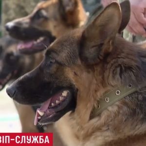 В президентскую охрану "набрали" овчарок-бодигардов