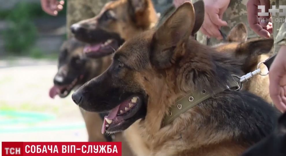 У президентську охорону "набрали" вівчарок-бодігартів