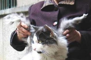 Крилатий кіт