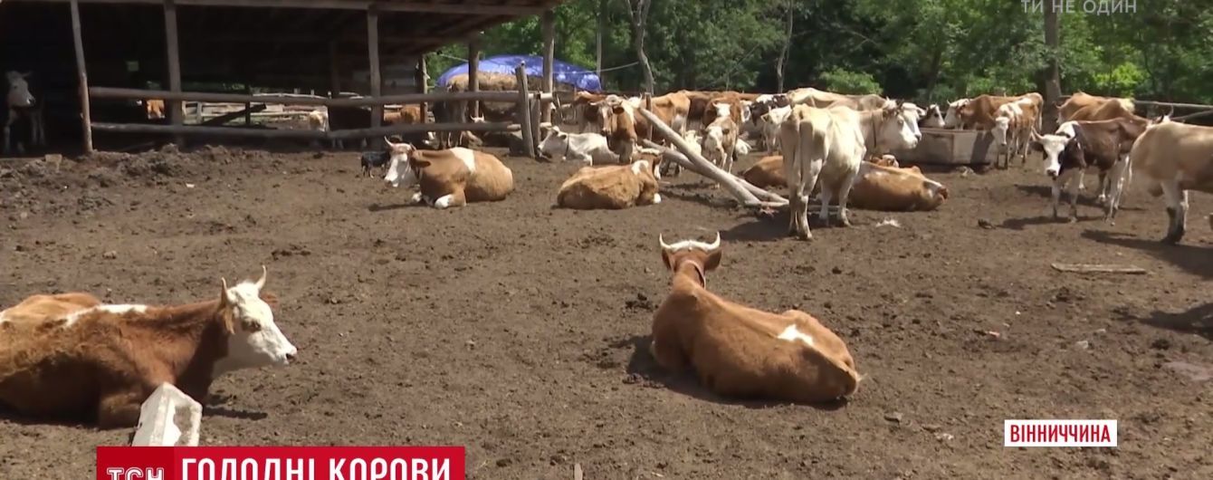 На Вінниччині селянська родина влаштувала "концтабір" для худоби