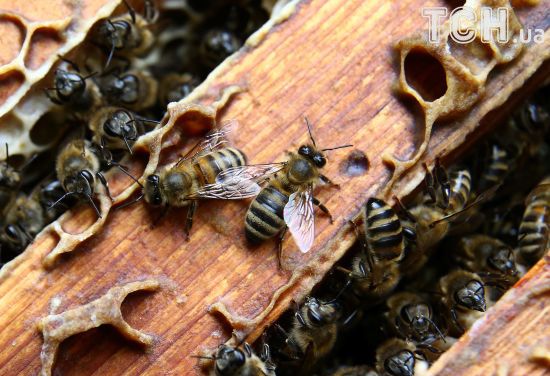 Масова загибель бджіл на Дніпропетровщині. У пробах виявили речовину для знищення комах