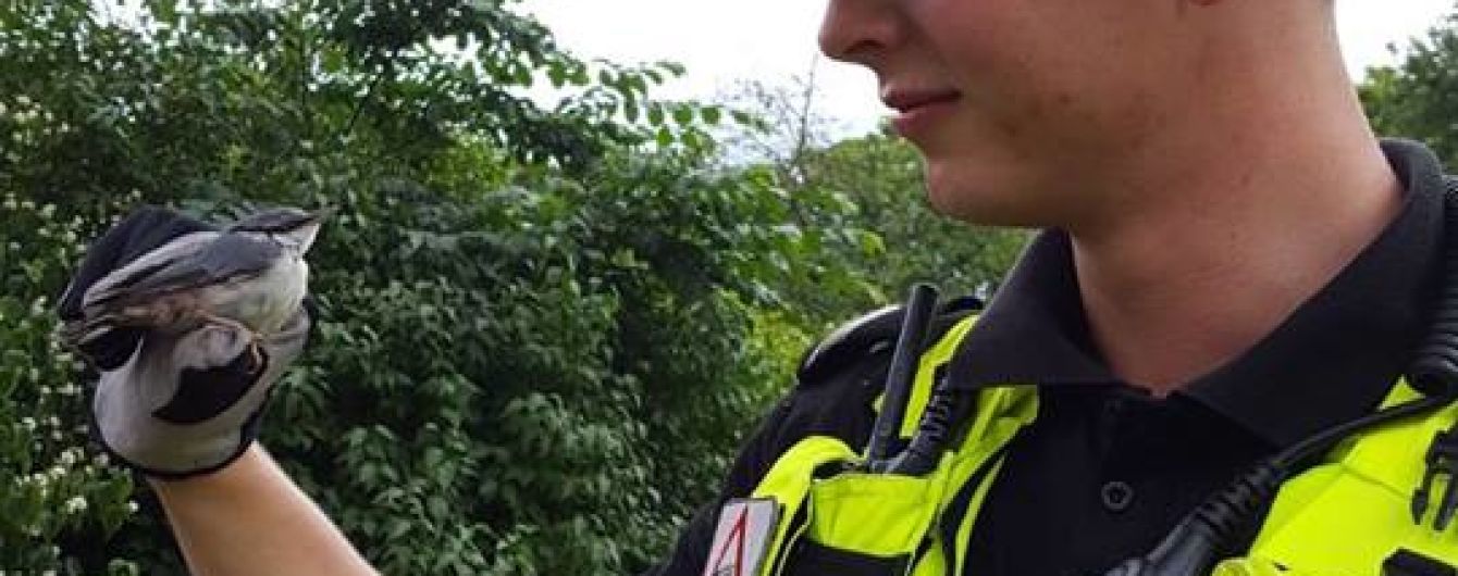 В Риге полиция наняла воробья младшим инспектором