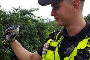 В Риге полиция наняла воробья младшим инспектором