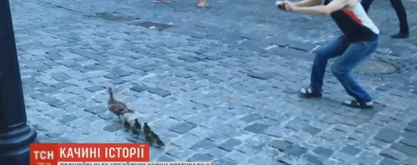 На Андреевском спуске провели спецоперацию по спасению утки с птенцами