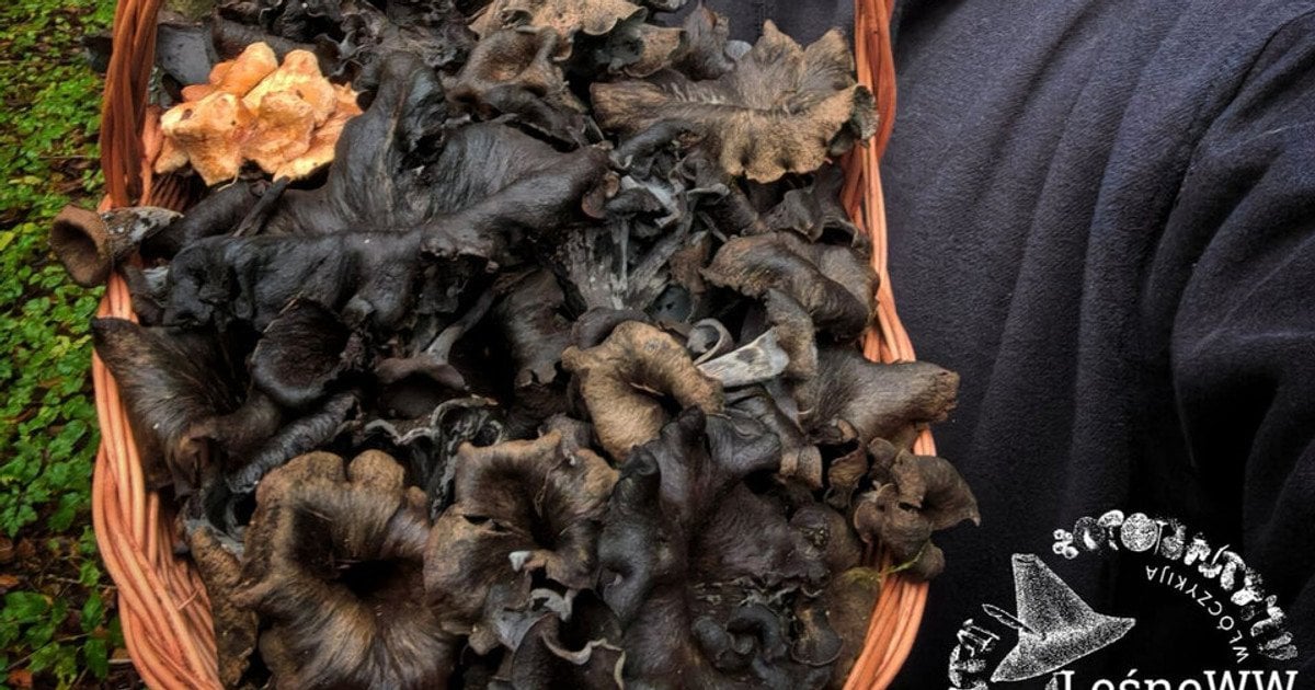 Чорний гриб. Facebook / Leśne WW