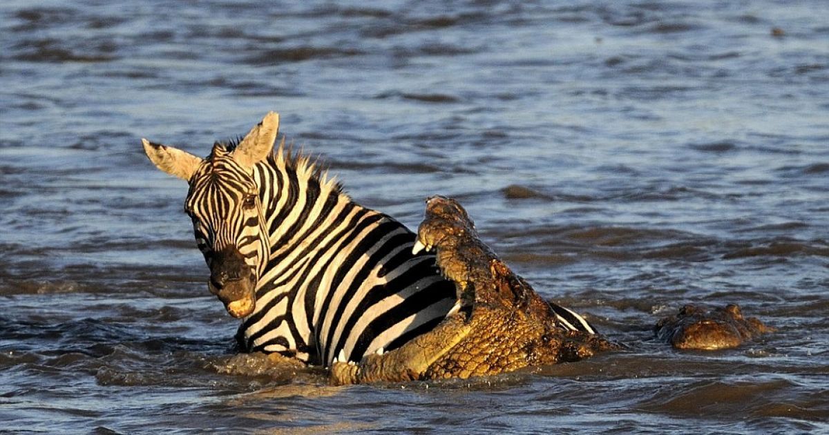 Фотограф сделал потрясающие кадры атаки крокодилов / © dailymail.co.uk
