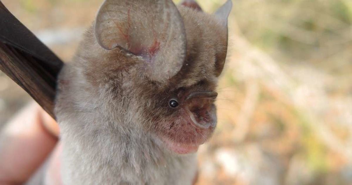 Родственники летучих мышей-распространителей COVID-19: ученые нашли четыре новых вида млекопитающих