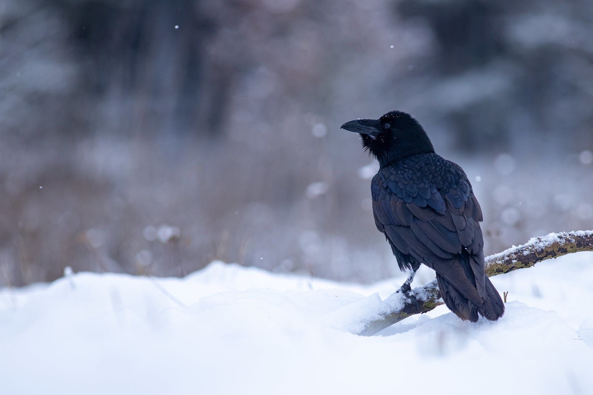 9 січня на деревах сидить багато воронів — вдарять сильні морози / © Pexels