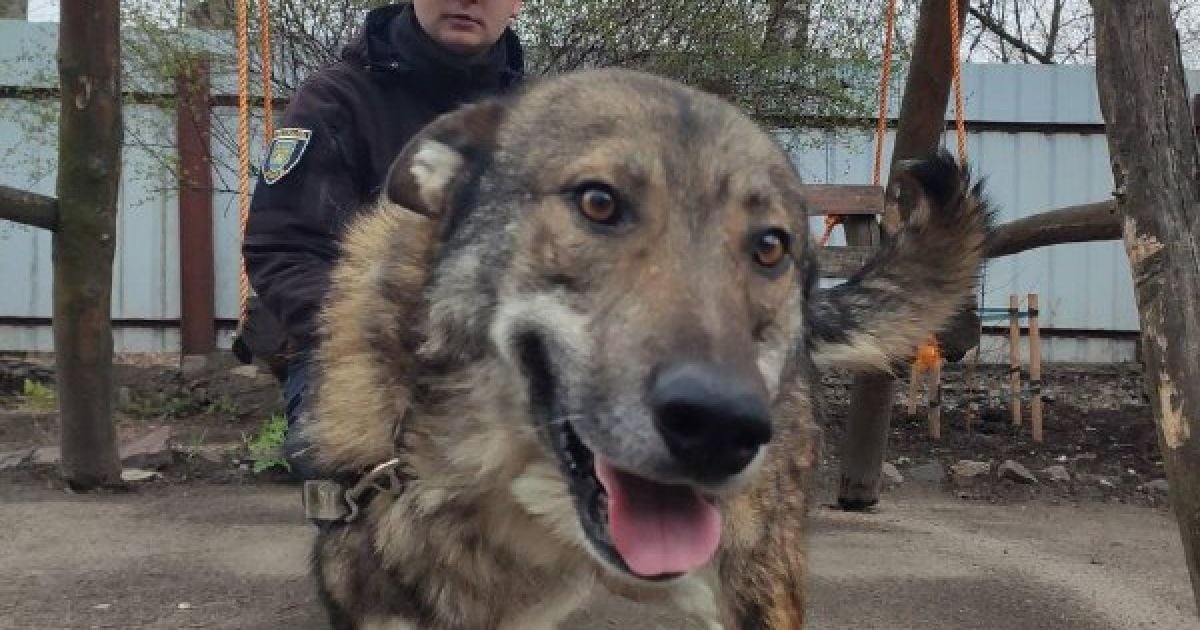 Пес Гордон і єнот Буся: львівські патрульні влаштували фотосесію з врятованими від знущань тваринами