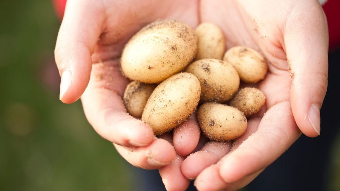 Скільки росте картопля