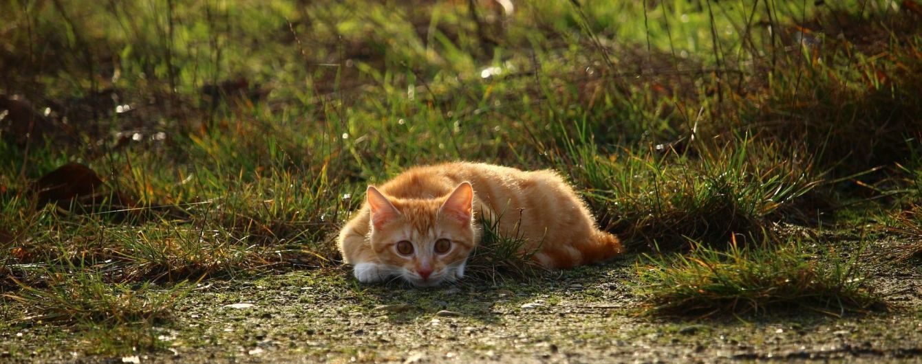 Нескінченне муркотіння: в Інтернеті з'явився сайт із котячими нявчанням