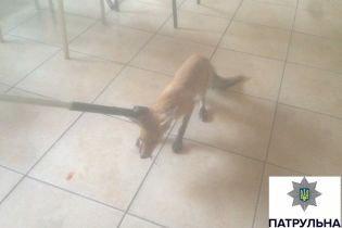 В Мариуполе бешеная лисица бросалась на отдыхающих на пляже