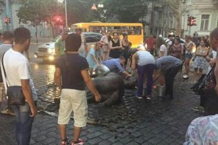 В Одесі поліція відкрила справу через зомлілого посеред вулиці коня