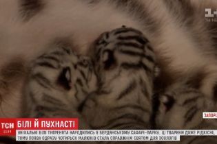 У бердянському сафарі-парку народилися унікальні тигренята з білим хутром та блакитними очима