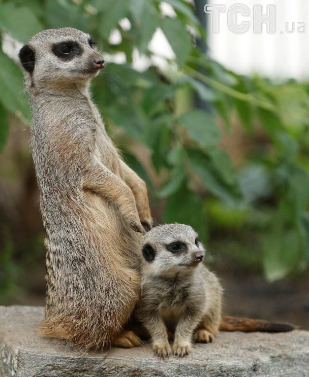 Родинна сварка. Reuters опублікував кумедні фото сурикатів у віденському зоопарку