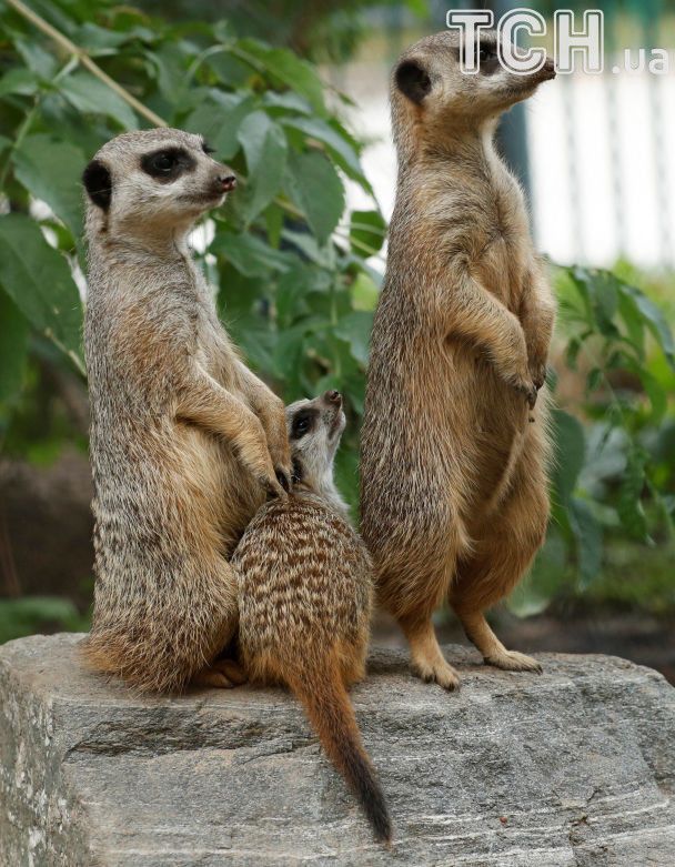 Родинна сварка. Reuters опублікував кумедні фото сурикатів у віденському зоопарку