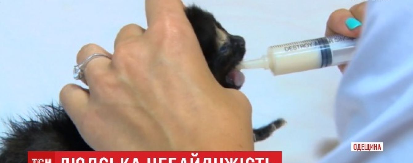 На Одесчине почти пять часов спасали новорожденных котят, которые провалились в подвал