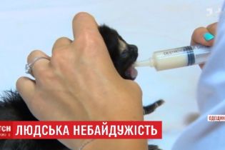 На Одесчине почти пять часов спасали новорожденных котят, которые провалились в подвал