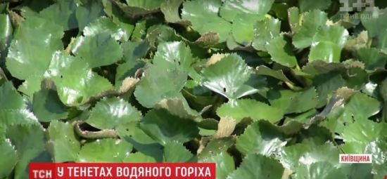 На Днепре образовались огромные поля водяного ореха, из-за чего не размножается рыба