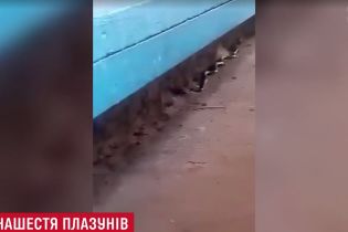 Метрова змія проповзла біля дитячого майданчика у Львові