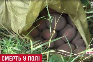 Переплутали з кабаном: на Житомирщині назвали першу версію вбивства жінки серед поля картоплі