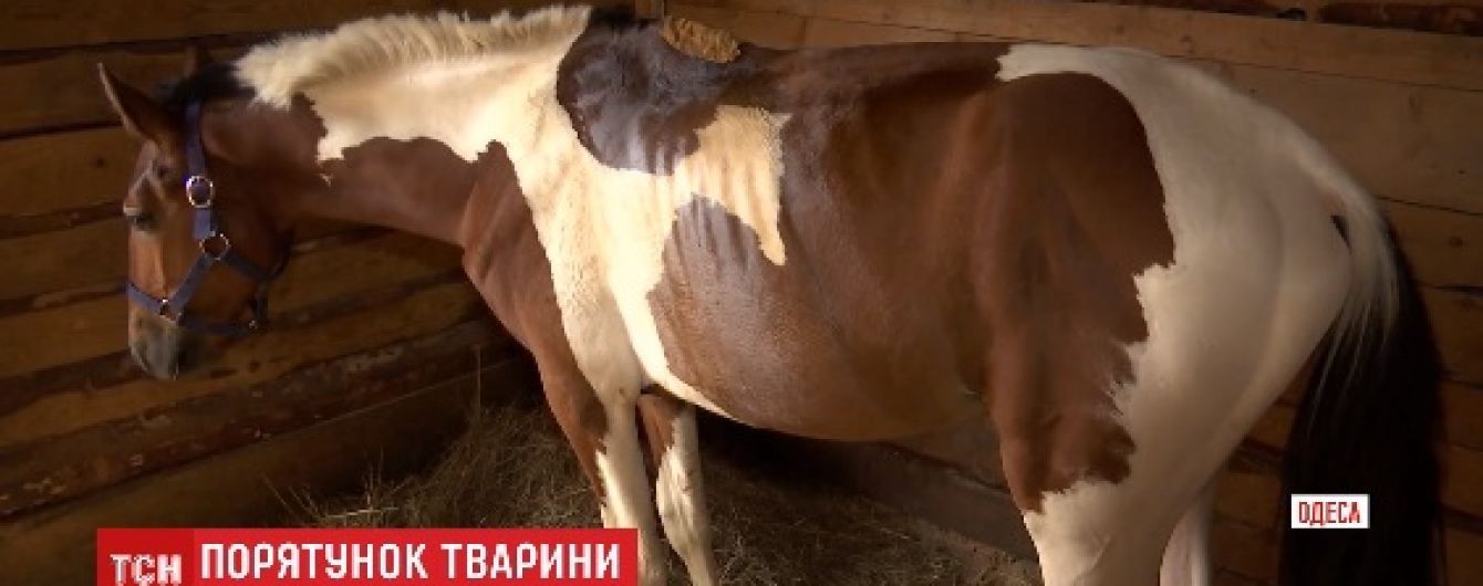 В Одесі лоша стало інвалідом через те, що його змушували катати туристів