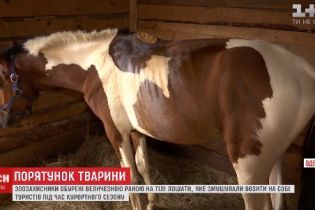 В Одесі лоша стало інвалідом через те, що його змушували катати туристів