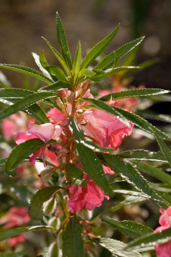 Комнатные цветы_2