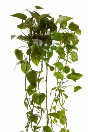 Комнатные цветы_8